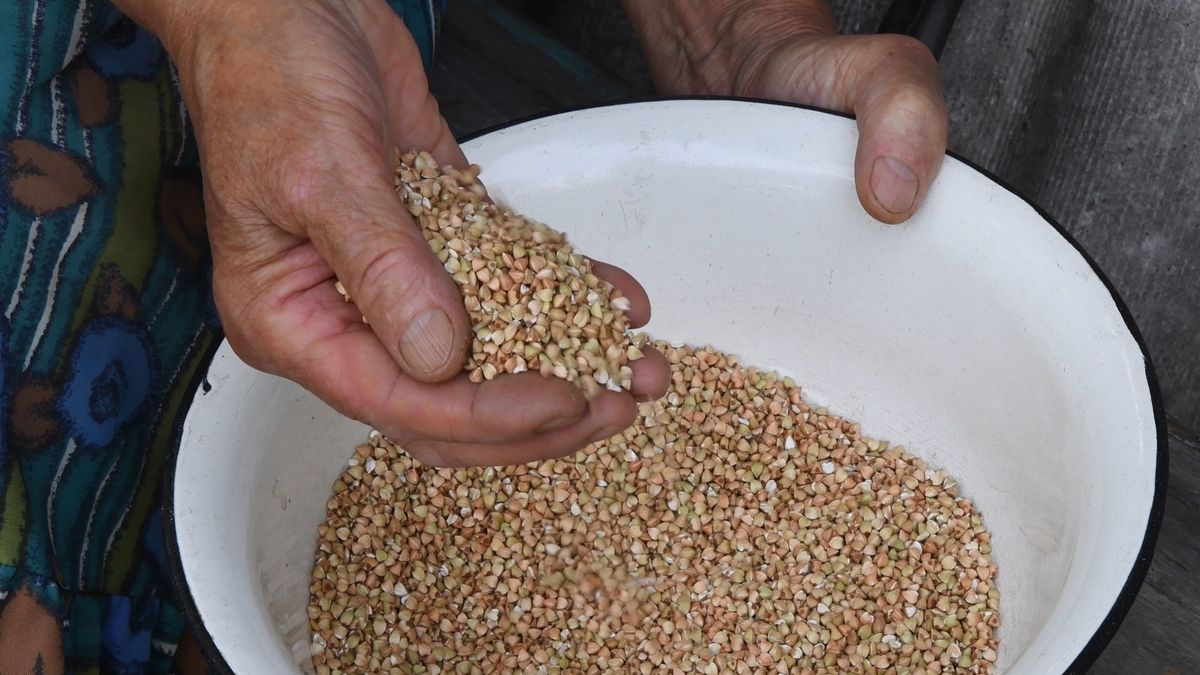 Handful of buckwheat groats close up
Wrinkled hands of 80 year granny spill raw buckwheat groats into old rustic bowl. Authentic scene of everyday life in village
Ninel Roshchina
groats
