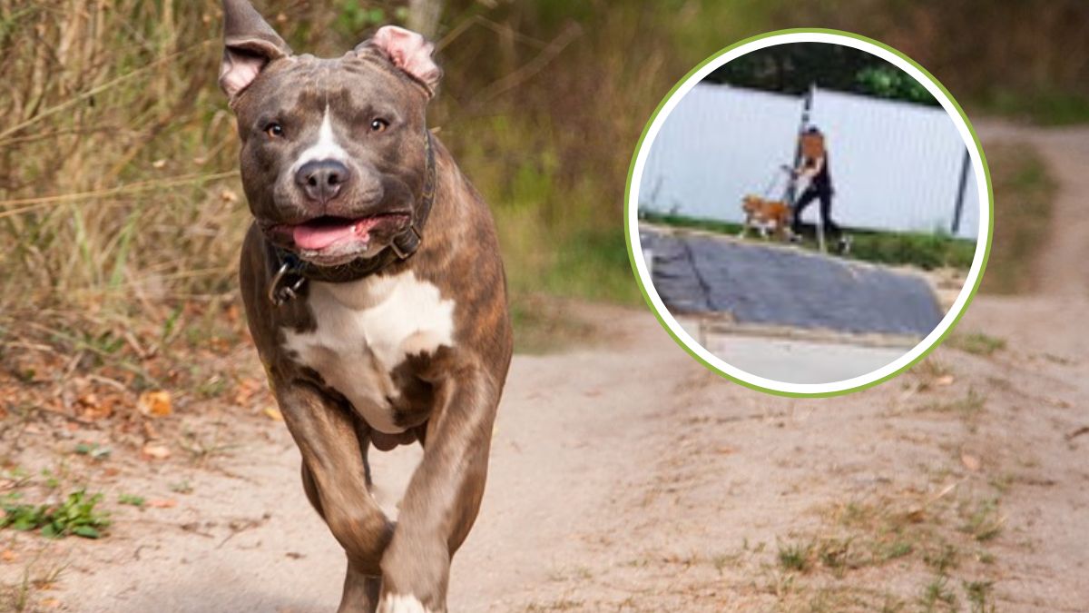 Pies pogryzł dziewięciolatkę. Wiadomo, w jakim jest stanie