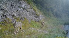 Wilki złapane na fotopułapce. Nagranie z polskich Tatr