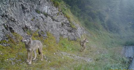 Wilki złapane na fotopułapce. Nagranie z polskich Tatr