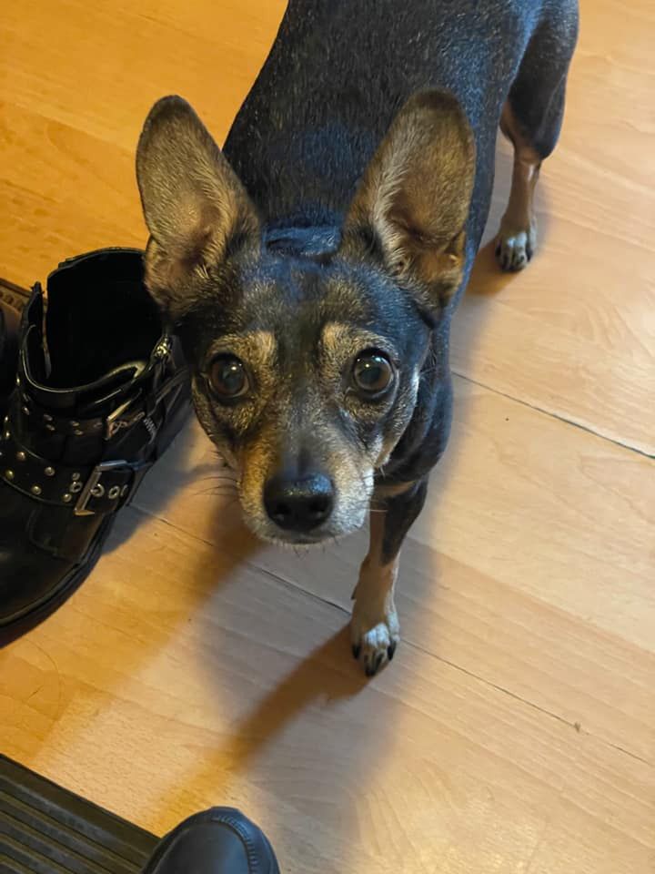 Dzień Kundelka na Pudelku! Nasi czytelnicy dzielą się z nami zdjęciami swoich pupili 