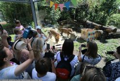 Wrocławskie ZOO ostrzega. "Chcemy Was uczulić"