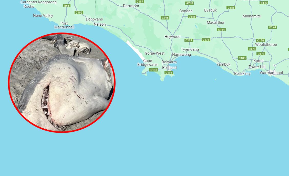 Rozerwały żarłacza białego na pół. Pierwszy taki przypadek u wybrzeży Australii