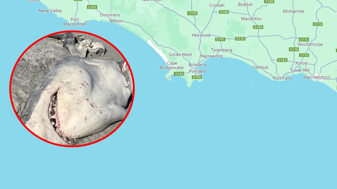 Żarłacz biały został zabity przez orki w okolicach Portland (Australia)