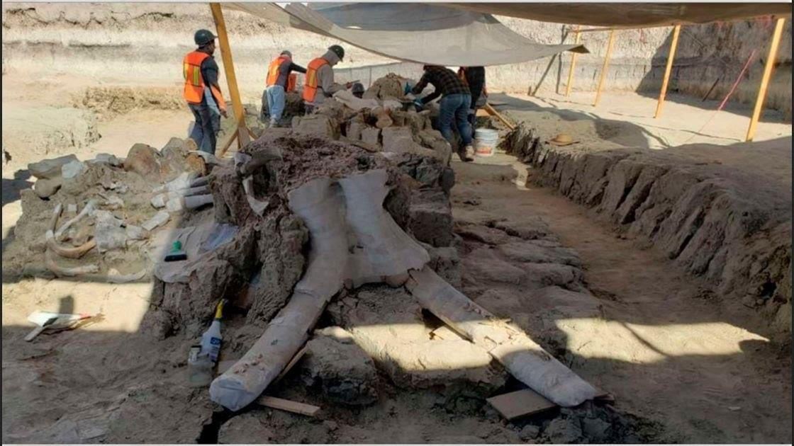 Czaszka jednego ze znalezionych na budowie mamutów.