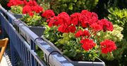 Domowa odżywka do pelargonii. Wystarczy jeden składnik z kuchni
