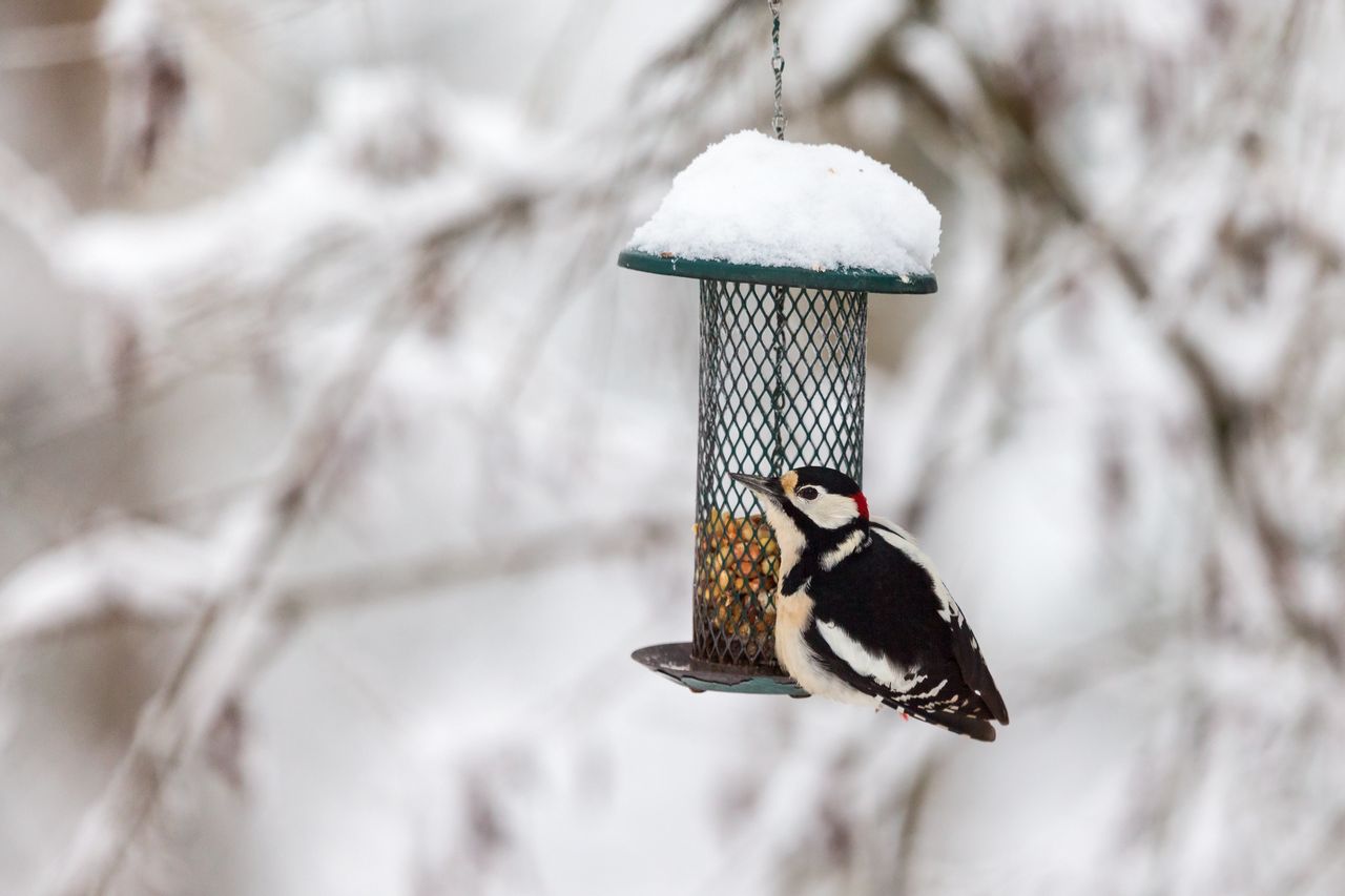 Malbork: Policja apeluje, by zatroszczyć się o zwierzęta. W mrozy potrzebują wsparcia człowieka