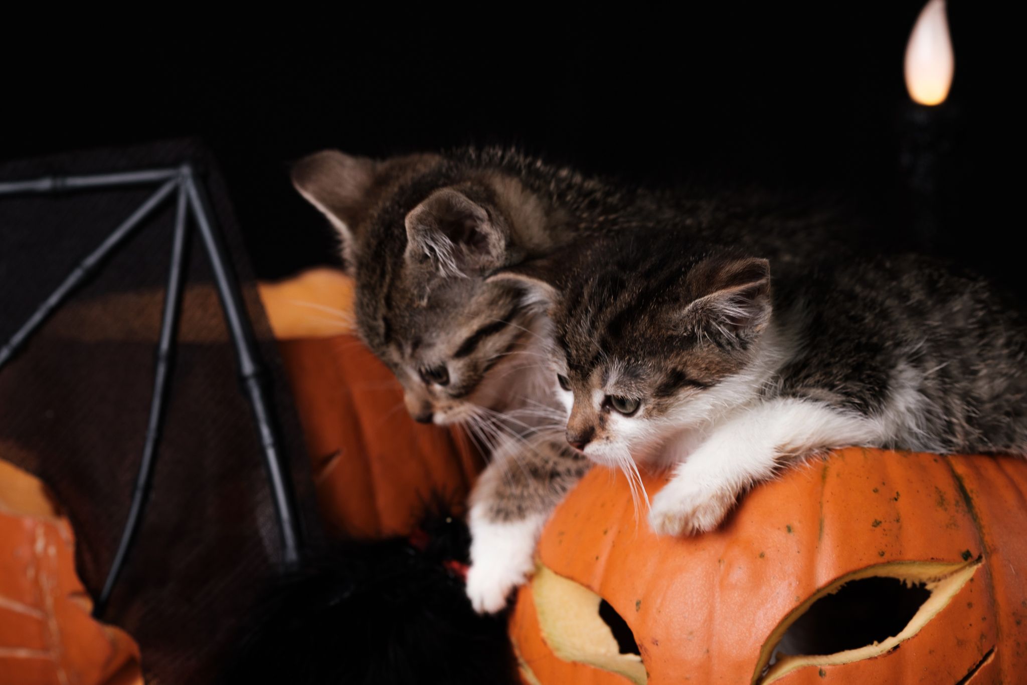 Halloween 2019: Zrobiłem sesję w schronisku, by pomóc w adopcji zwierząt 6