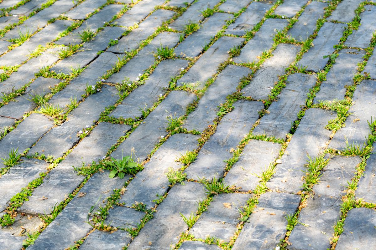 How to keep your paving stones moss and weed-free