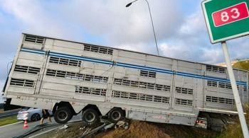 Samochód do przewozu zwierząt zjechał do rowu przy zjeździe z S-8