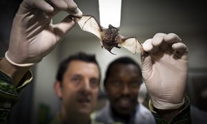 Naukowcy biją rekordy. Nowe gatunki odkrywane w najszybszym tempie w historii