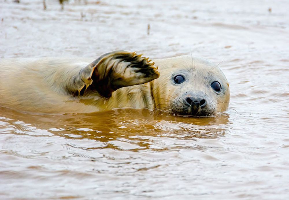 Najzabawniejsze zwierzaki konkursu Comedy Wildlife Photography Awards 2016 30