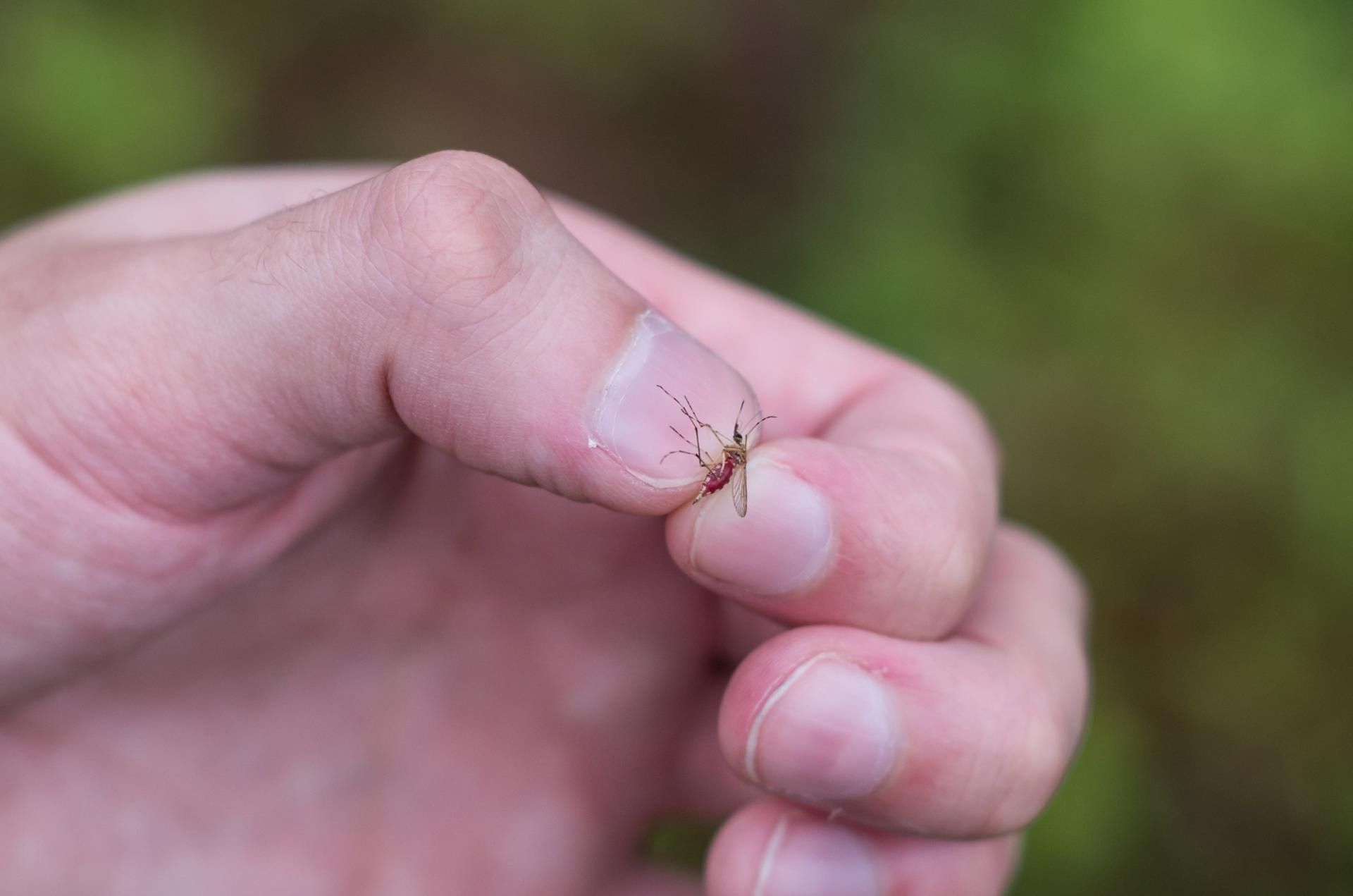Komarzyce w momencie ataku wysyłają wiadomość feromonową do innych samic - &quot;tu jest źródło pokarmu&quot;