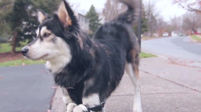 Film dnia: Wzruszająca historia z happy-endem! Niepełnosprawny pies może biegać dzięki protezom z drukarki 3D! 1