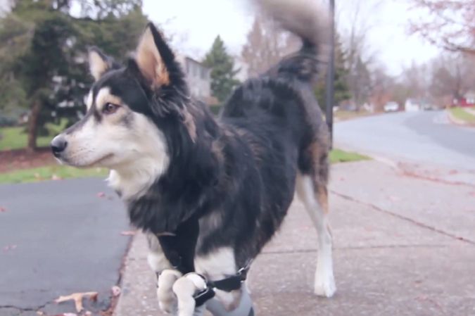 Film dnia: Wzruszająca historia z happy-endem! Niepełnosprawny pies może biegać dzięki protezom z drukarki 3D!