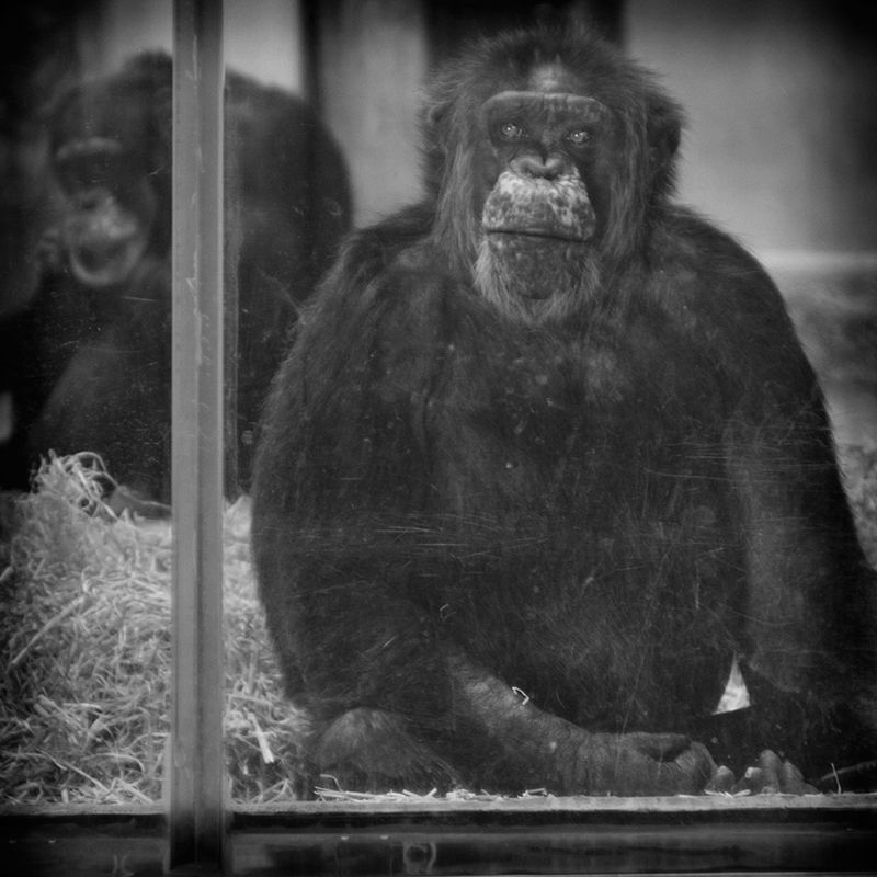 Przejmujące i pełne emocji portrety małp zamkniętych w ogrodach zoologicznych 14