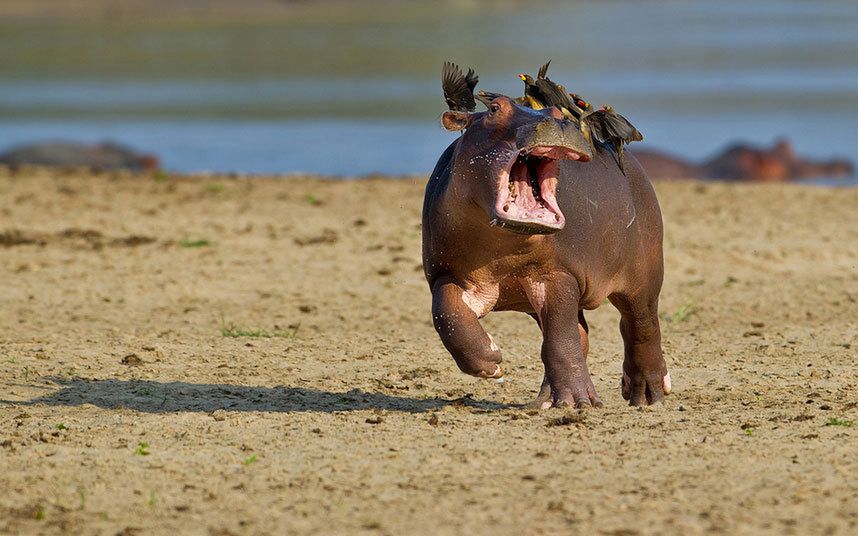 Konkurs Comedy Wildlife Photography Awards - fotografia dzikich zwierząt na wesoło 14