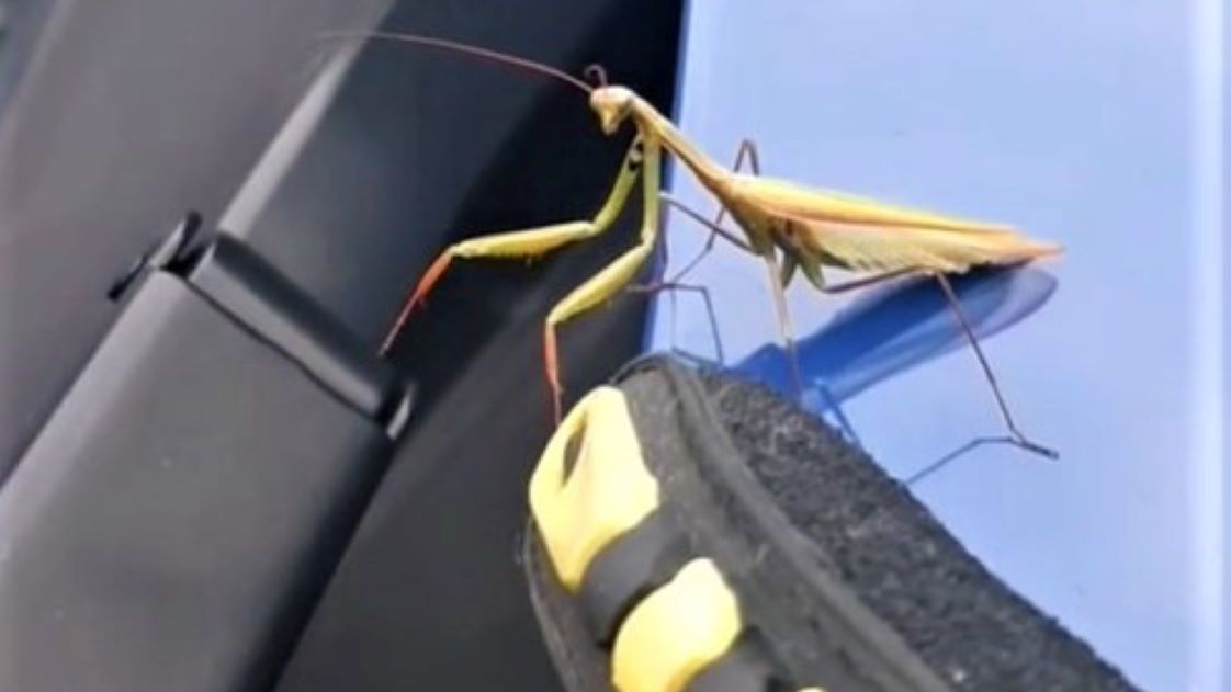 Modliszka została uratowana 