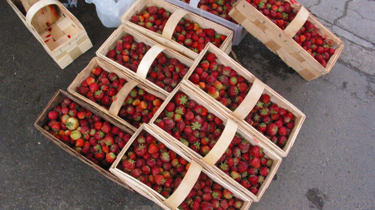 Zapisują się na polskie truskawki. "Cena wyniesie 60-70 zł"