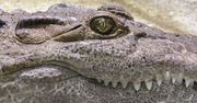 Był "szefem rzeki". Największy krokodyl, jakiego nosiła Australia