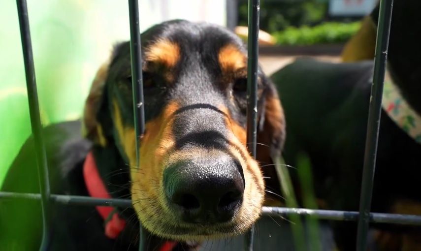 Schronisko dla zwierząt w Płocku muzycznie zachęca do adopcji!