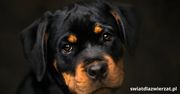 Dlaczego rottweiler bywa agresywny? Analiza przyczyn i kontekst