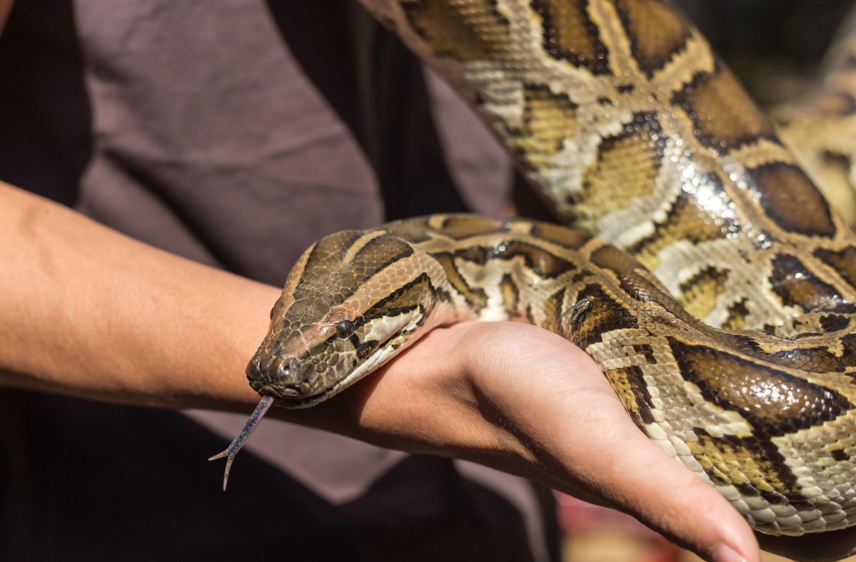 A python attacked a man in the toilet.