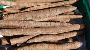 Prababki gotowały ten korzeń częściej niż ziemniaki, dziś trudno znaleźć w sklepie. Czyści jelita jak najlepszy odkurzacz