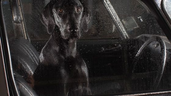 Zwierzęta uwięzione w szklanej pułapce [galeria] 1