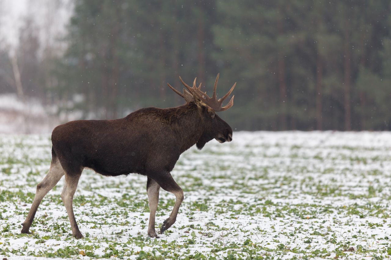 Park narodowy apeluje. Chodzi o bezpieczeństwo ludzi i zwierząt