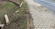 Poranna burza w Warszawie. Powalone drzewa i zablokowane ulice