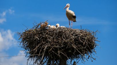 Bocianie gniazdo usunięte ze słupa. PGE wyjaśnia swoją decyzję