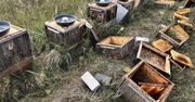 Jest czas miodobrania i szykowania pszczół do przetrwania