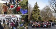 Tarnów: Największa żywa choinka w mieście udekorowana na święta. Dzieci, młodzież i radni osiedlowi przystroili okazałą jodłę w Gumniskach