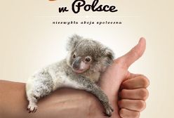 Koala zamieszka w warszawskim zoo?