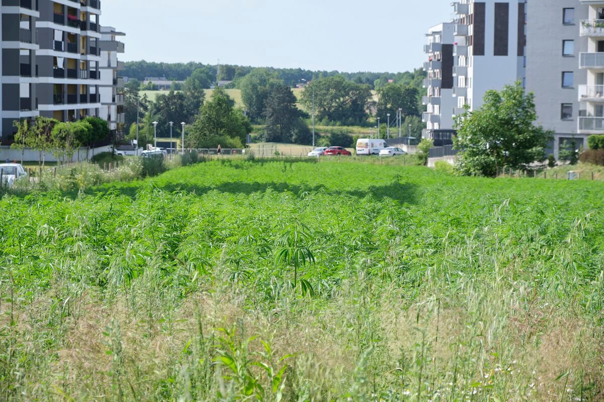 Plantacja konopi włóknistych przy ul. Jantarowej w Lublinie