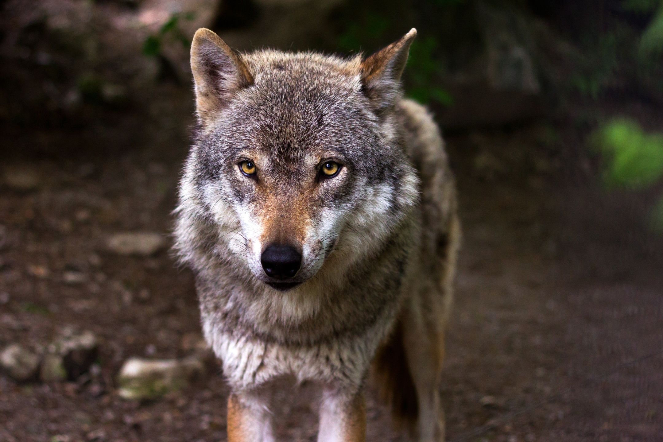 Close-up portrait of gray wolf
Ahmad Bek / 500px
canine