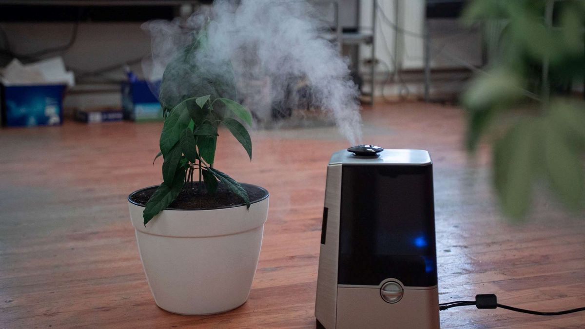 Jak nawilżyć powietrze w pokoju? Nawilżacz powietrza to tylko jedna z opcji 1