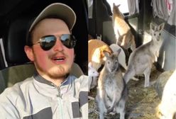 Z Charkowa uratowano osiem kangurów. Zobacz rozczulające nagranie z ewakuacji zwierząt