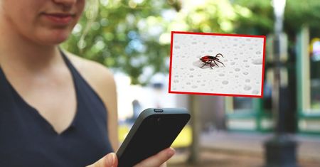 Europejska aplikacja do monitoringu kleszczy. Każdy może ją tworzyć