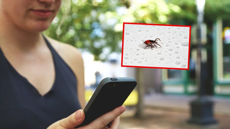 Specjalna aplikacja pomoże w monitorowaniu występowania kleszczy