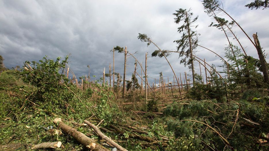 Lasy Państwowe podają, że do 2024 r. odnowienia objęły niemal wszystkie powierzchnie poklęskowe.