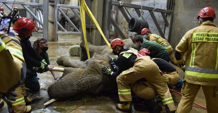 Nie żyje Linda - słonica z poznańskiego zoo