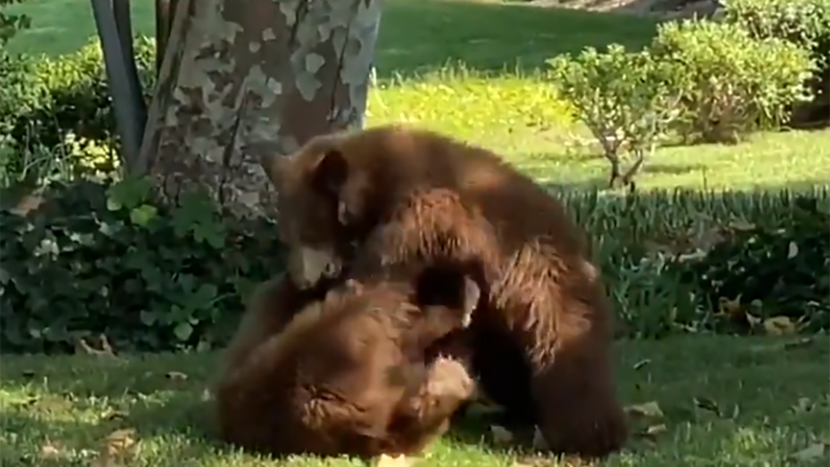 Policjanci zostali wezwani do nietypowej sprzeczki