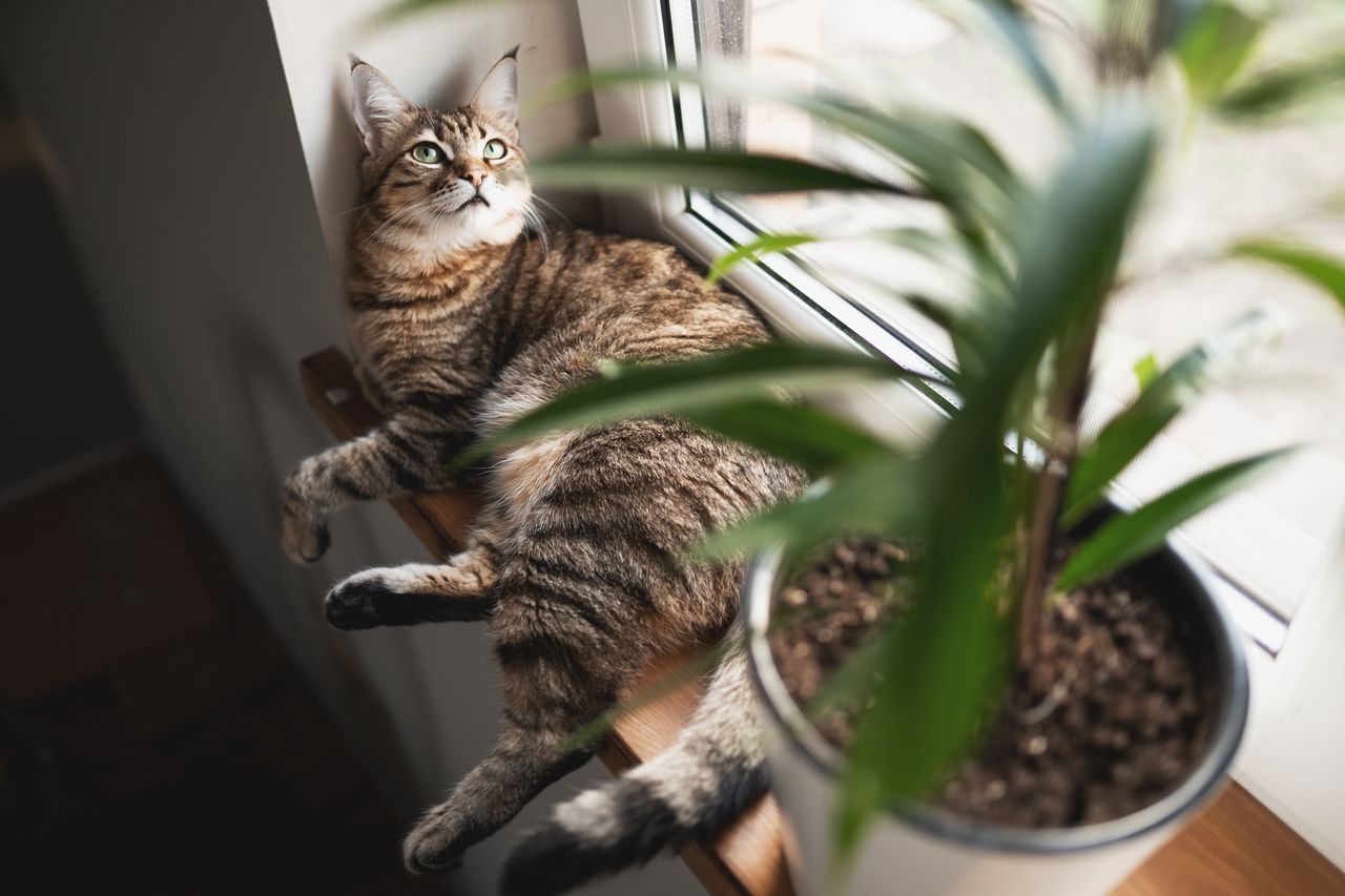 A cat using a flowerpot as a bathroom is a big problem for many owners.