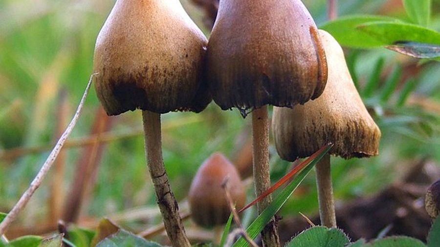 Już pojedyncza dawka psylocybiny łagodzi ciężką depresję