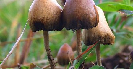 Już pojedyncza dawka psylocybiny łagodzi ciężką depresję