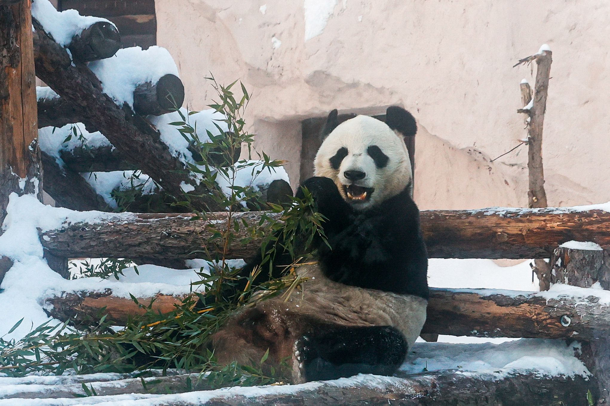 Majestatyczna panda na zdjęciach. Fotografie uchwycono w zoo 5