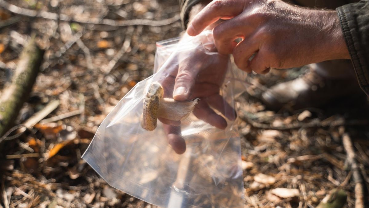 Fatalny błąd. Tak jadalne grzyby mogą mocno zaszkodzić