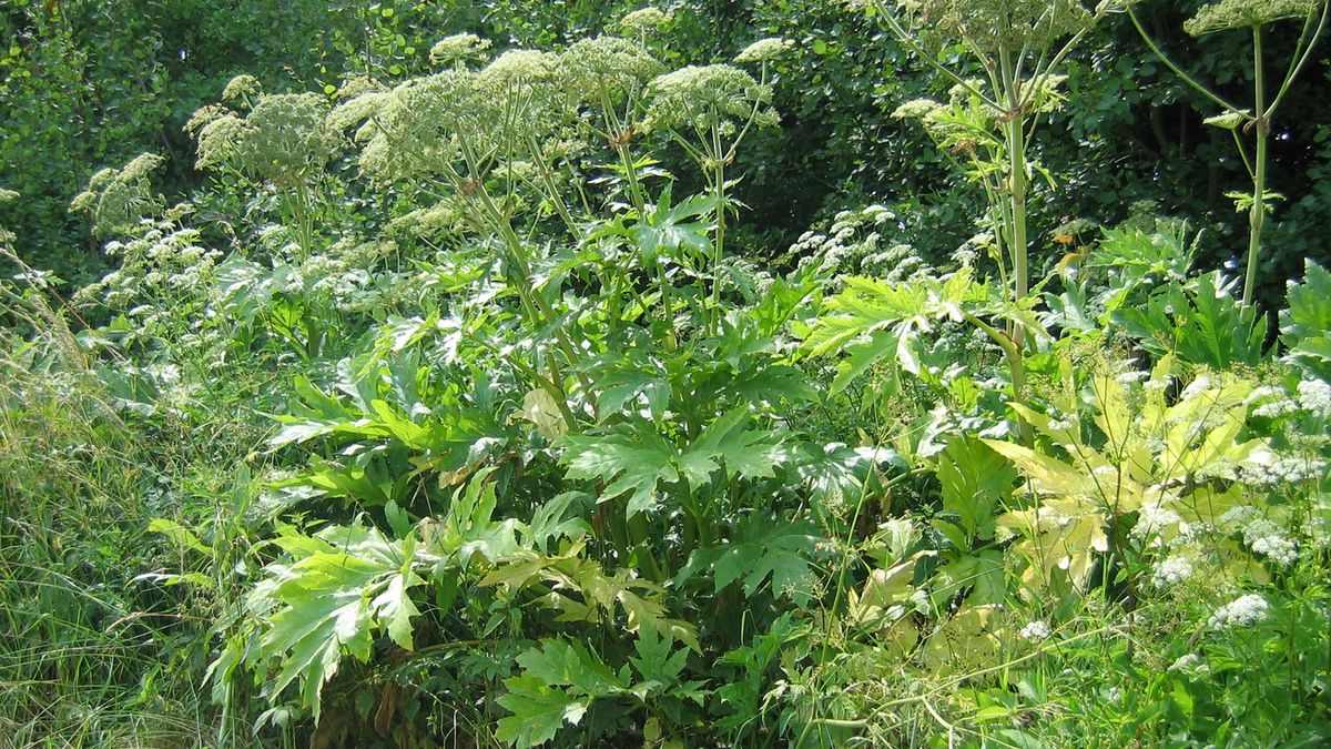 Barszcz Sosnowskiego i barszcz olbrzymi dorastają do 3 m wysokości [barszcz.edu.pl](http://barszcz.edu.pl/pokroj-barszczu-sosnowskiego-i-barszczu-olbrzymiego/)